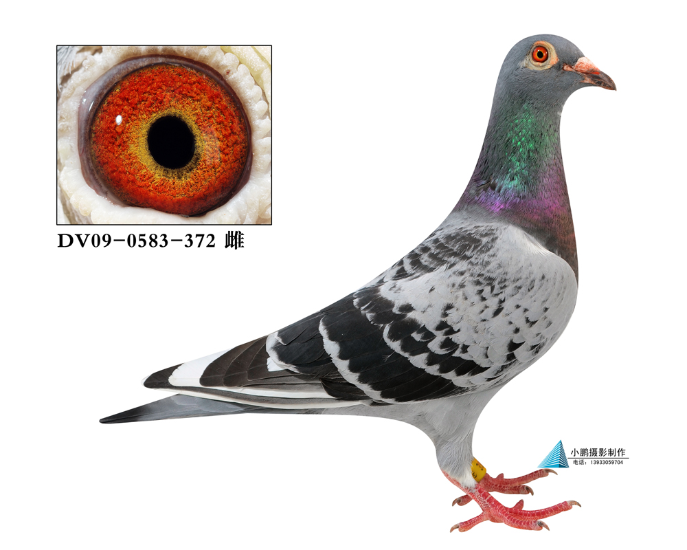 西格穆勒 哈贝尼斯