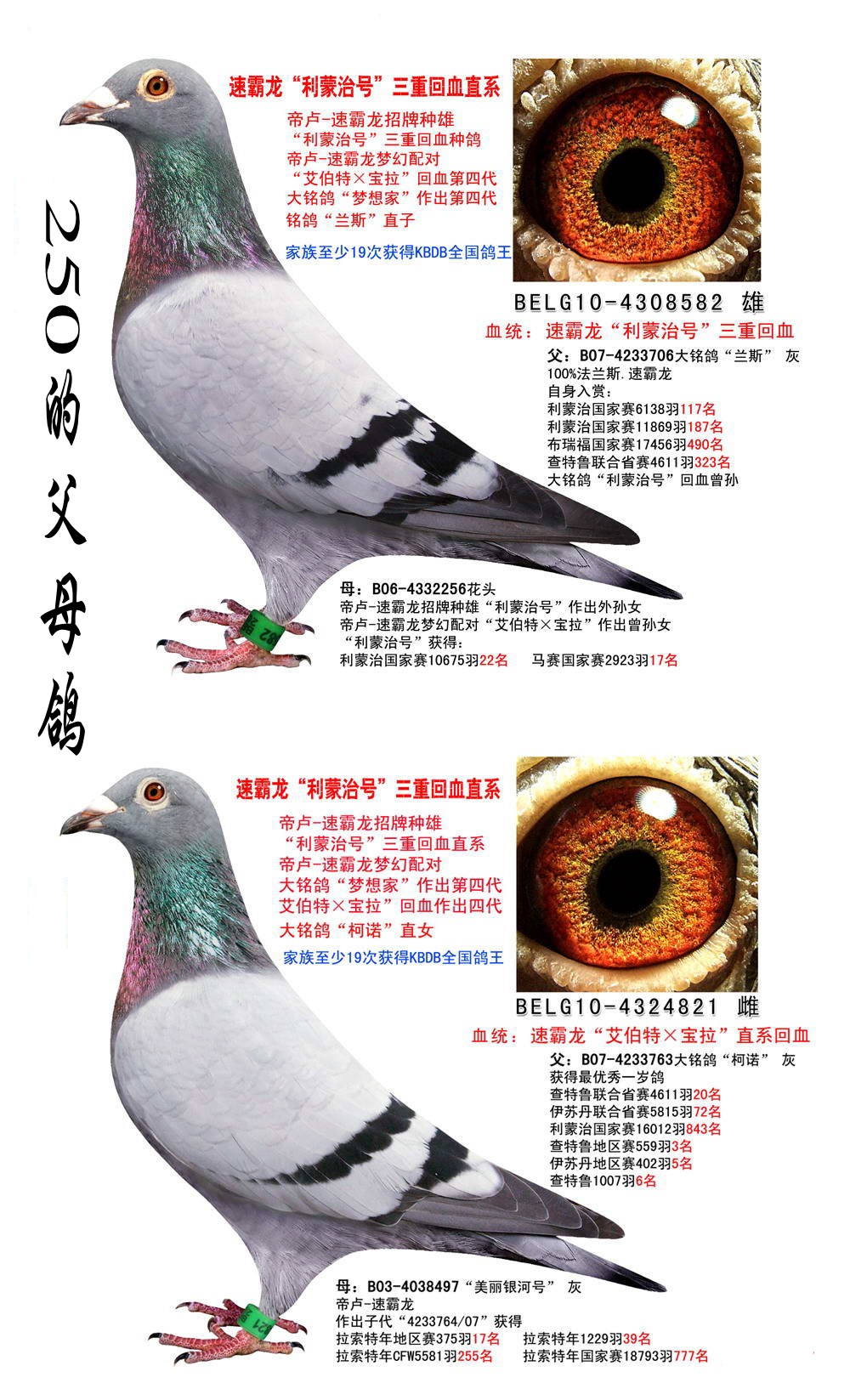 速霸龙250_迅雷鸽舍l_ ag188.com爱鸽商城_中国信鸽
