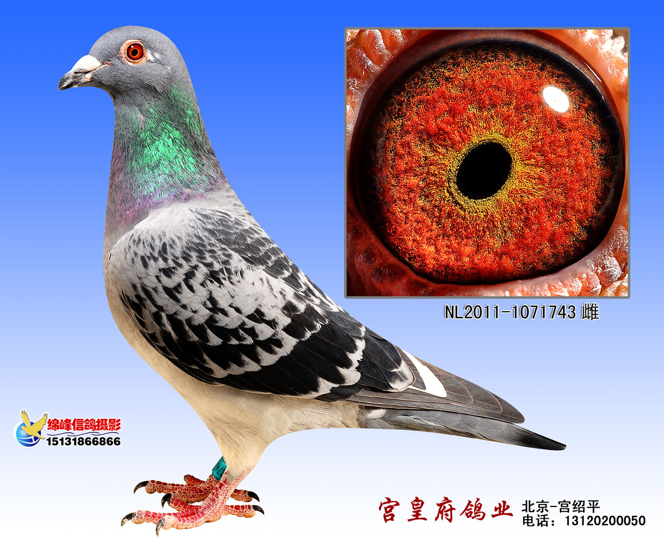 性 别:             雌                         目 录:  考夫曼