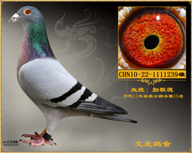 勃默德239_文发鸽舍_ ag188.com爱鸽商城_中国信鸽