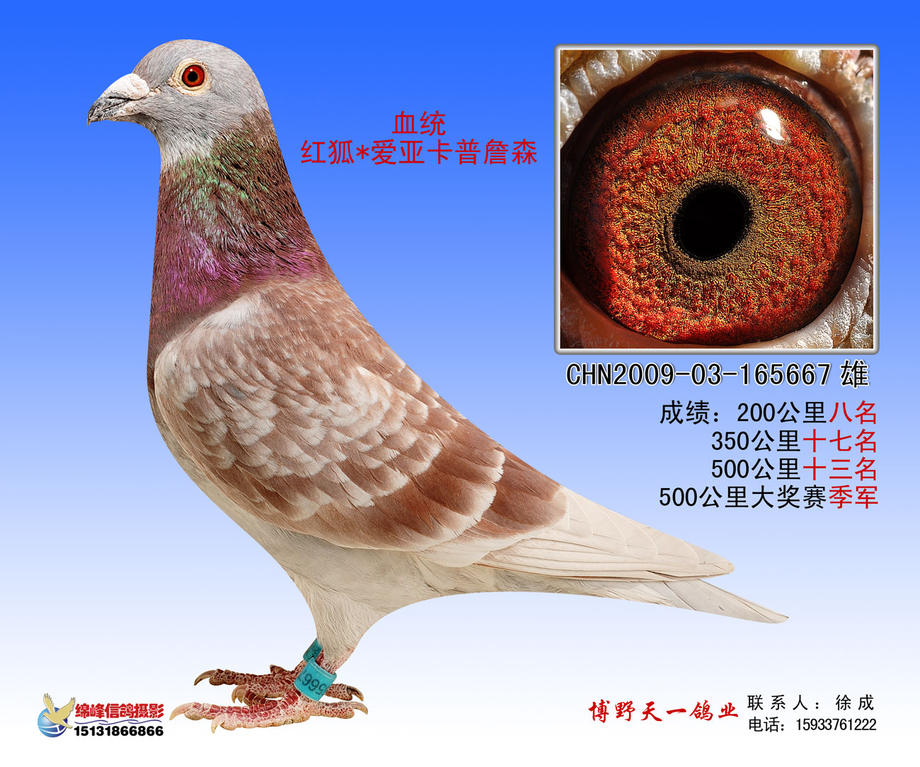 河北博野天一鸽业