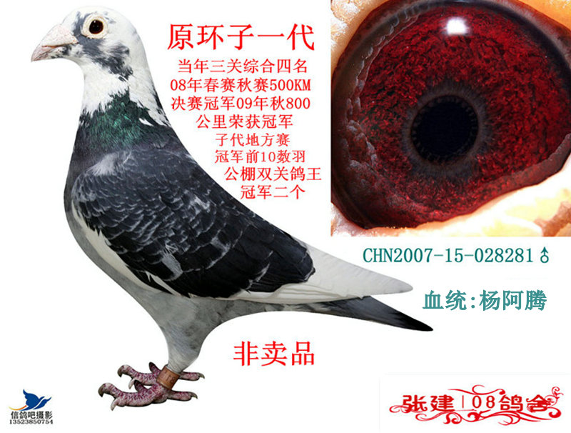 鸽 名: 珍藏精品                羽 色: 雨白条花头
