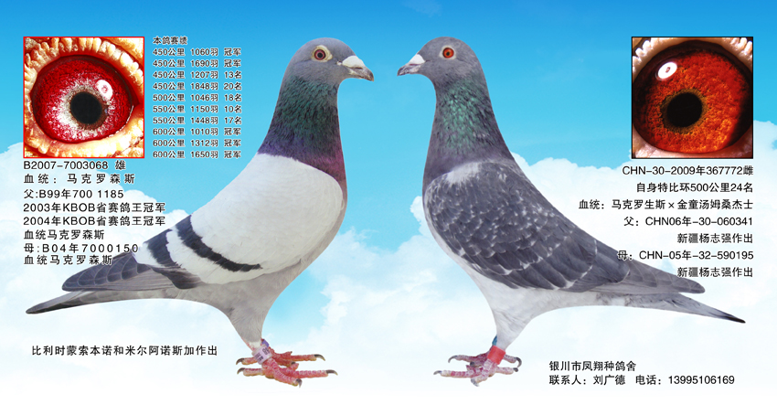 马克罗森斯