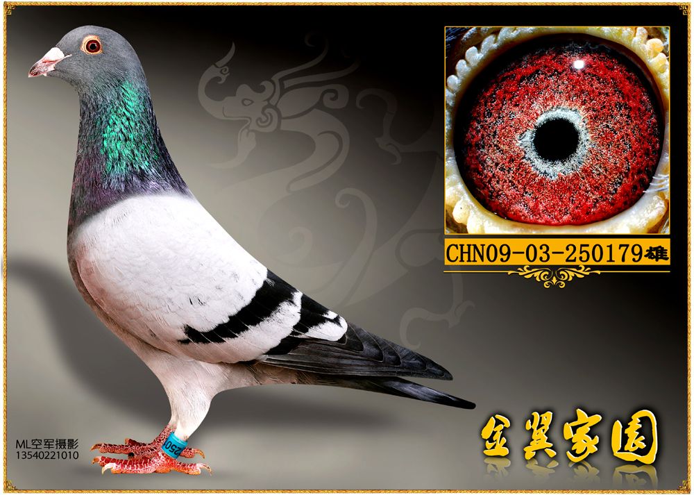 金翼电脑179_金翼家园_ag188.com爱鸽商城