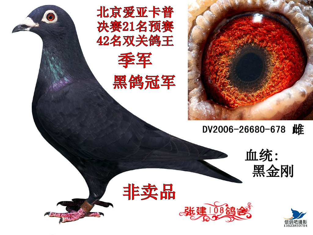眼 砂: 黄眼  价信鸽在线拍卖平台 - 中国信鸽信息网; 黑金刚