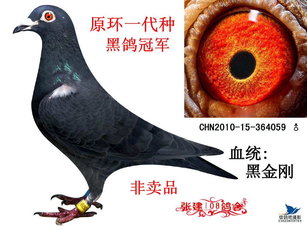 黑金刚