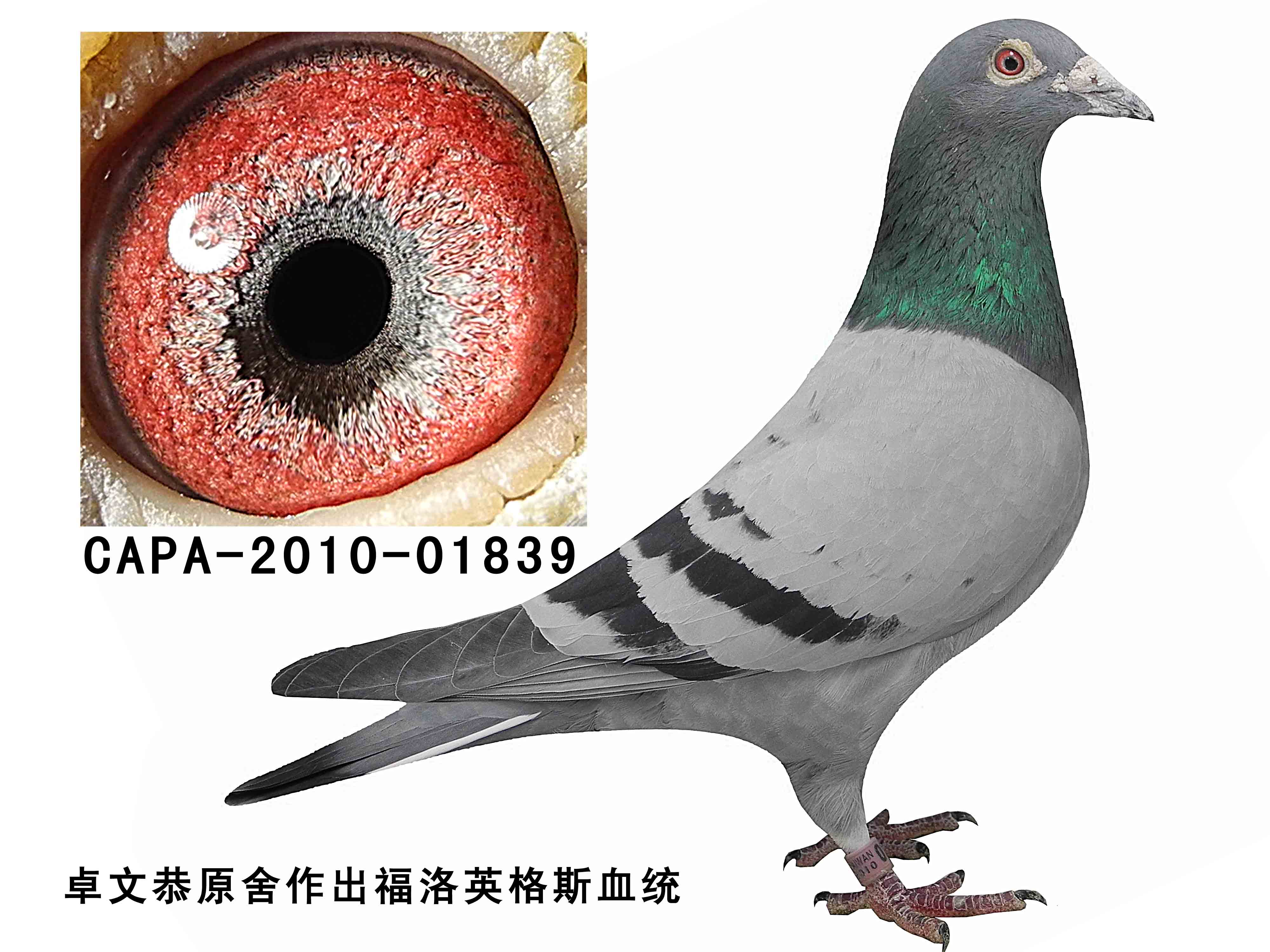 卓文恭3号拍卖鸽