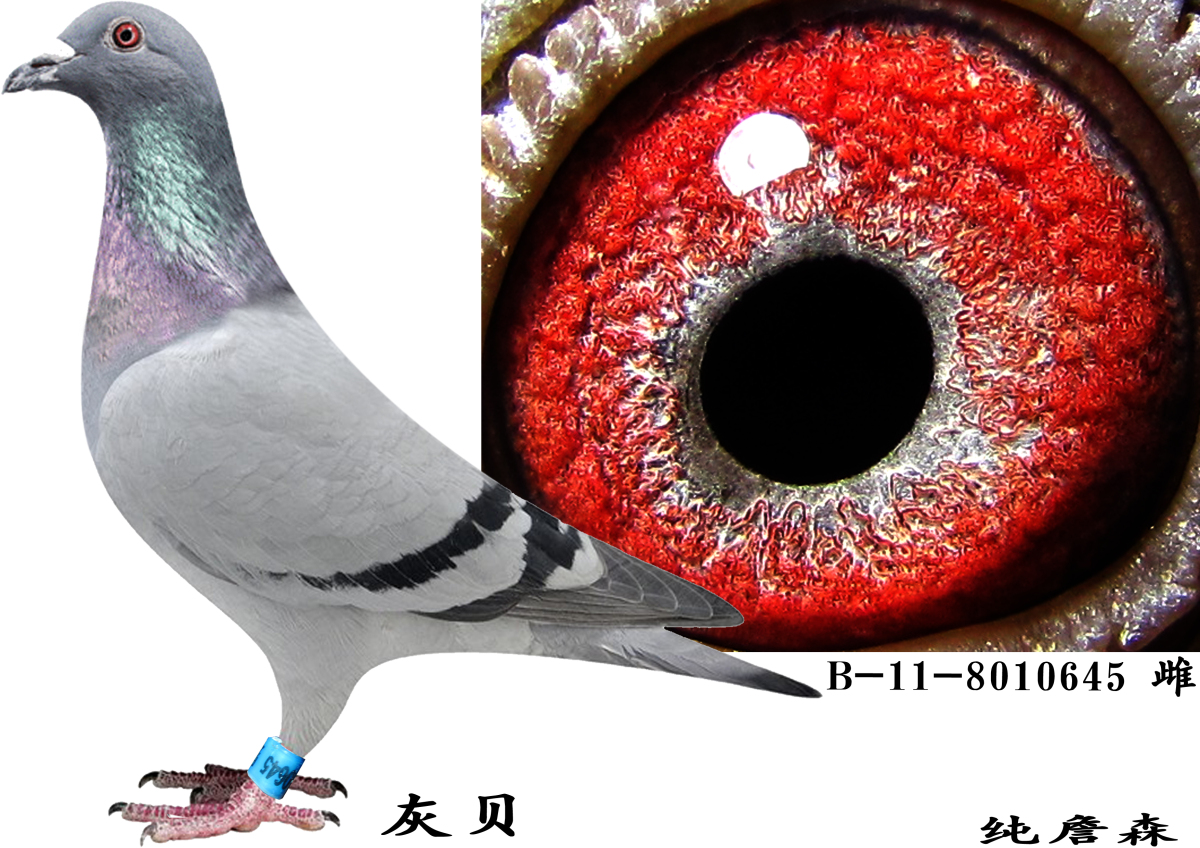 灰贝_昆明经典慕利门家族_ ag188.com爱鸽商城_中国信鸽信息网