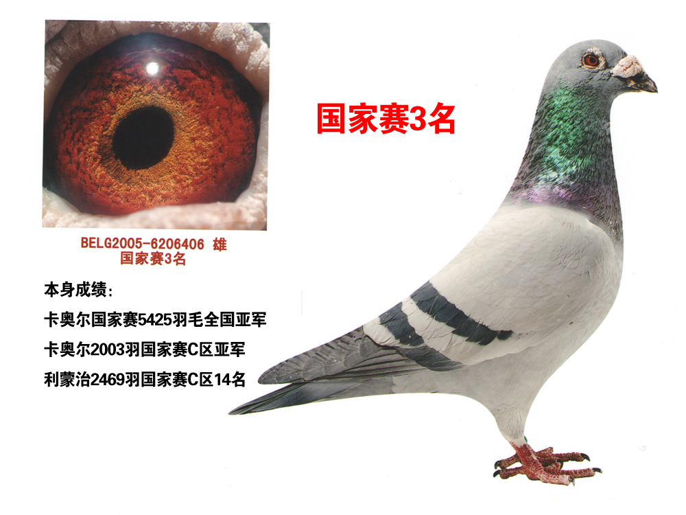 国家赛3名_晋宝翔_ ag188.com爱鸽商城_中国信鸽信息网