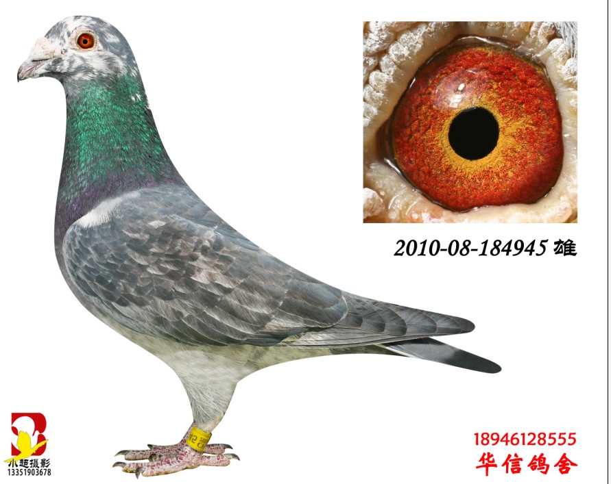 土尼尔花雄_金华信鸽舍-中信网爱鸽商城