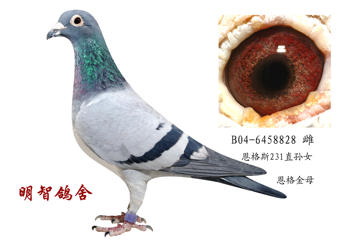 恩格金母-北京明智鸽舍-中信网爱鸽商城