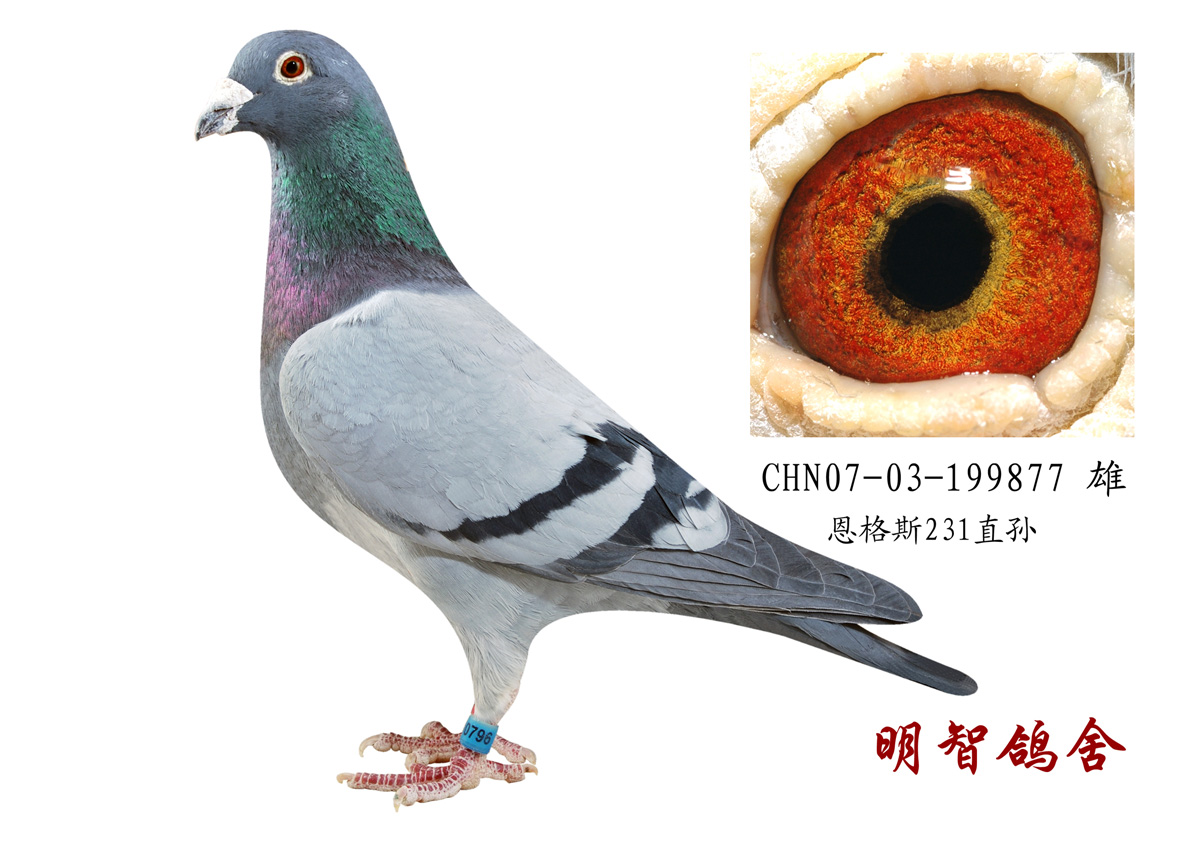 恩格斯231直孙-北京明智鸽舍-中信网爱鸽商城