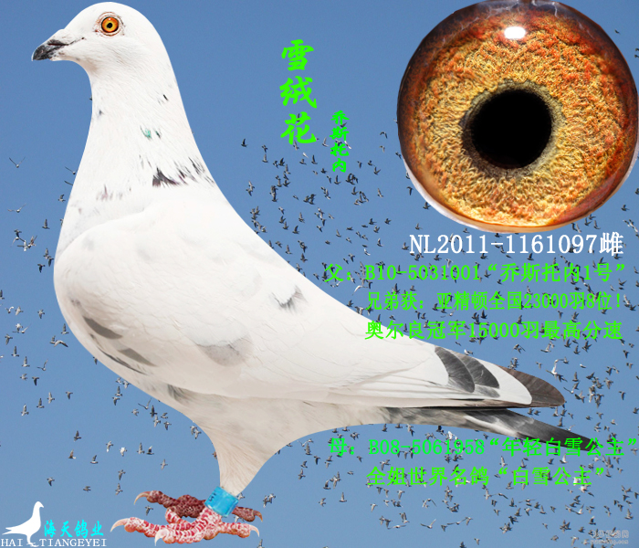 雪绒花号性价比 雪绒花与公主面膜质量好推荐