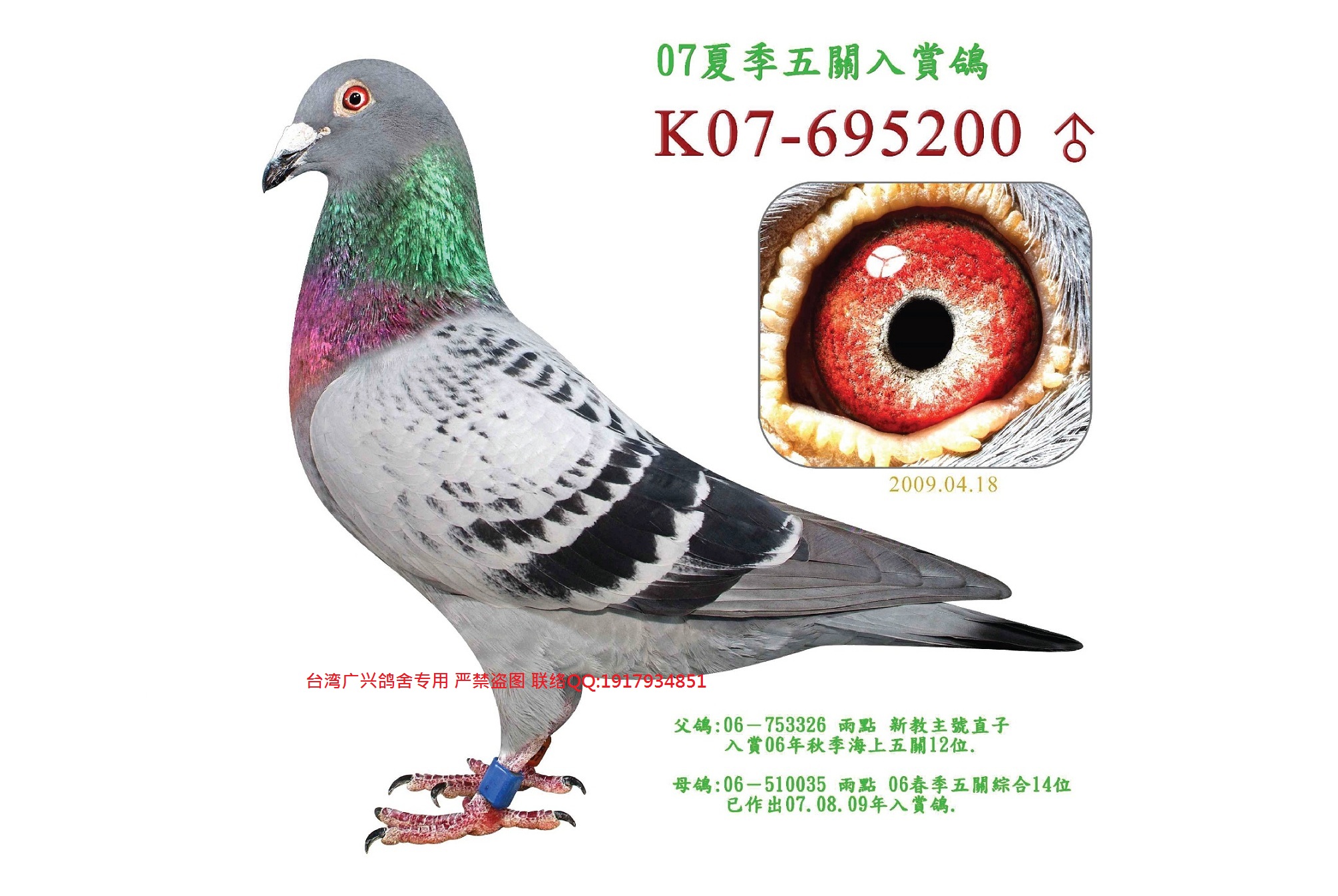 广兴200号_台湾萧辉煌广兴霍夫肯-中信网爱鸽商城