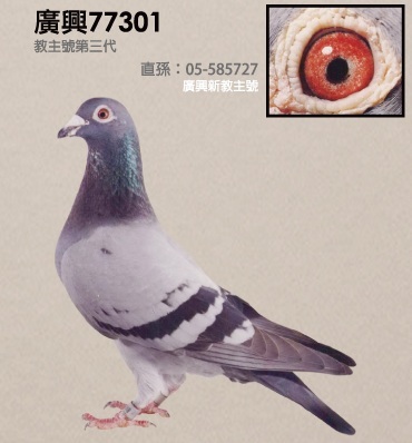 广兴77301_台湾萧辉煌广兴霍夫肯-中信网爱鸽商城