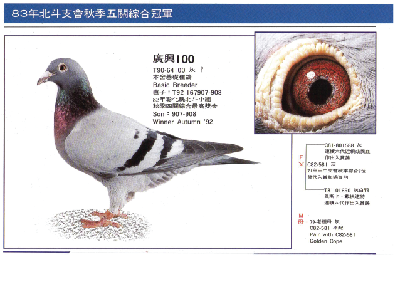 广兴100号_台湾萧辉煌广兴霍夫肯-中信网爱鸽商城