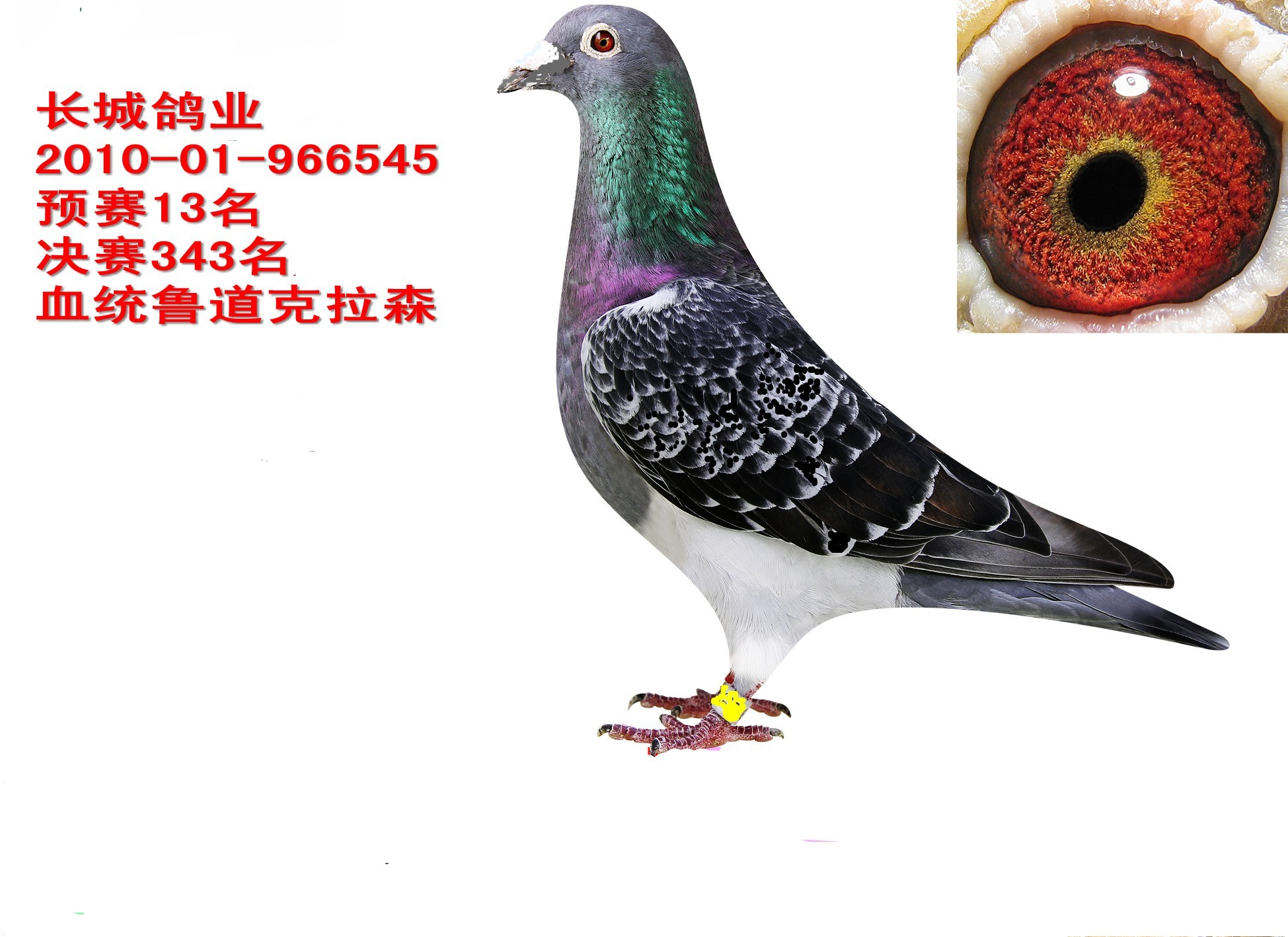 荷兰怪杰—鲁道.克拉森
