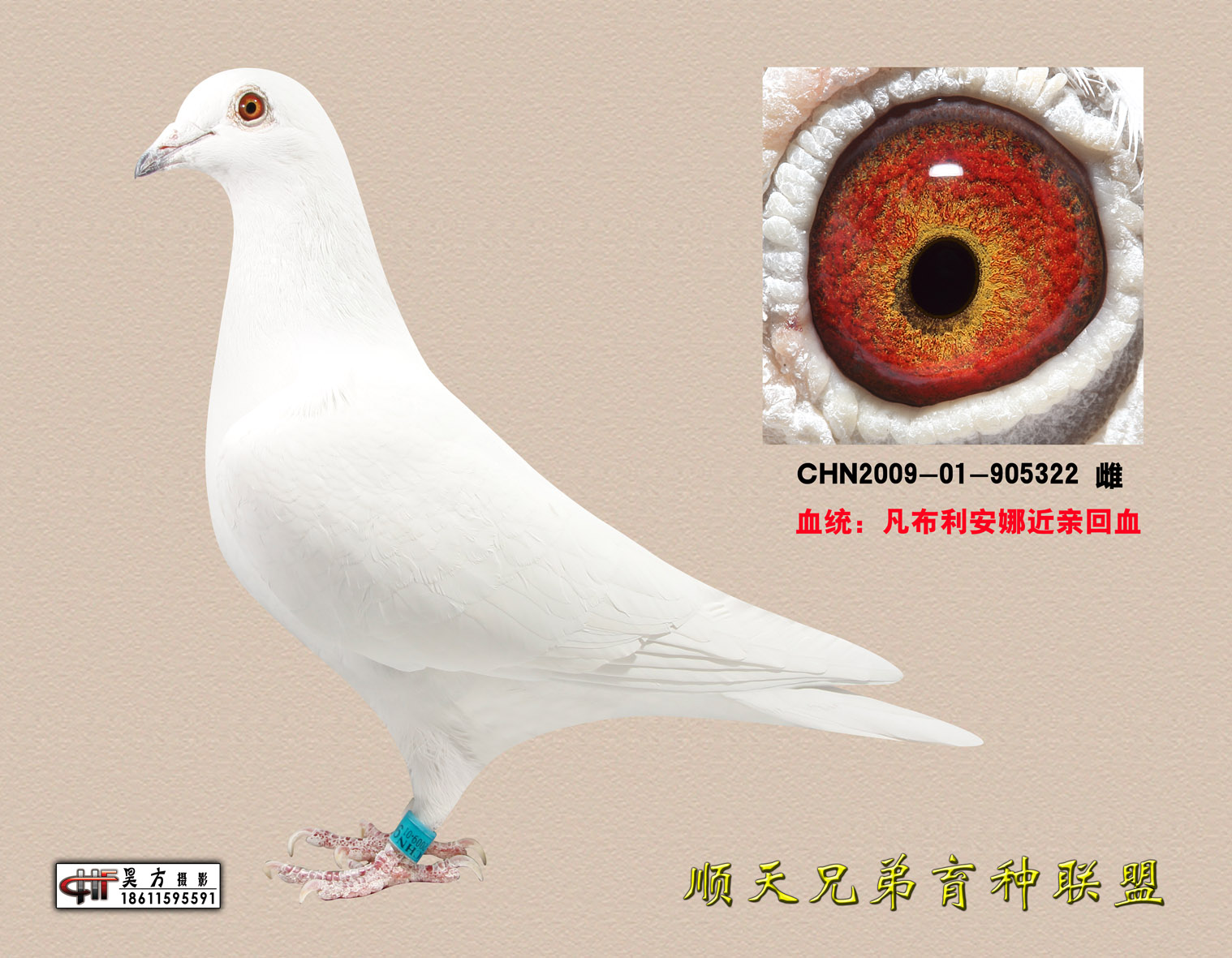 凡布利安娜_顺天兄弟育种联盟 -中信网爱鸽商城; 凡布利安娜 - 中信