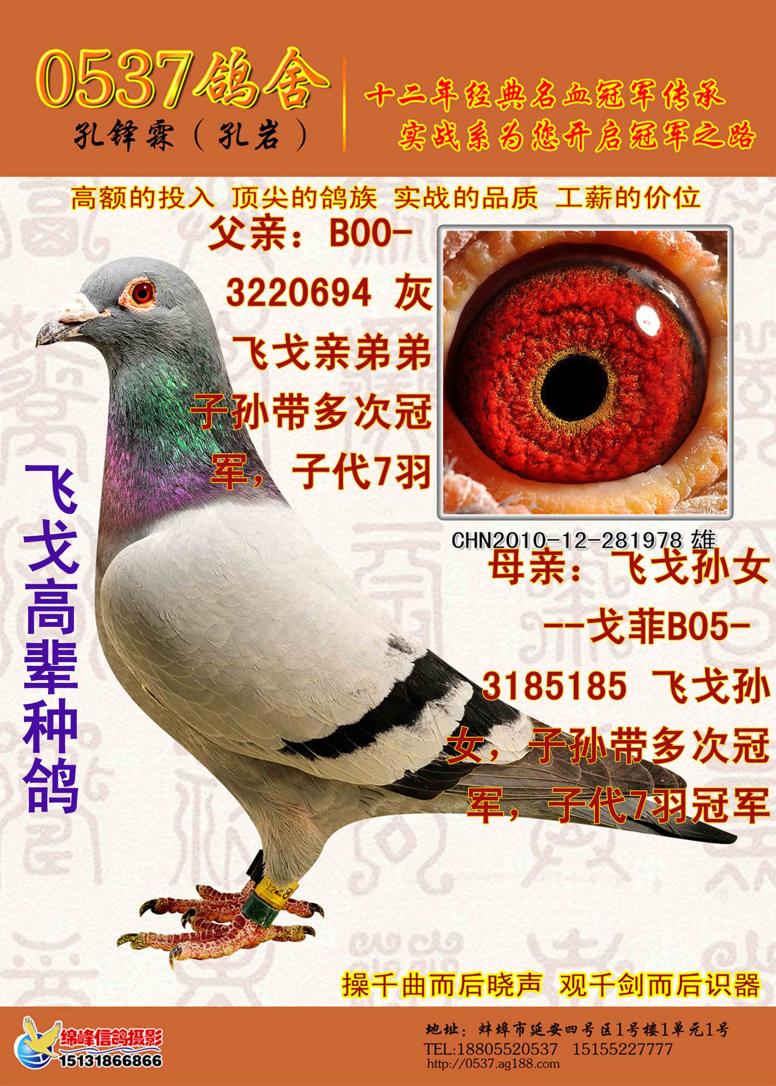 日本赛鸽超级种鸽图片,日本赛鸽名家种鸽图片 - 伤感说说吧