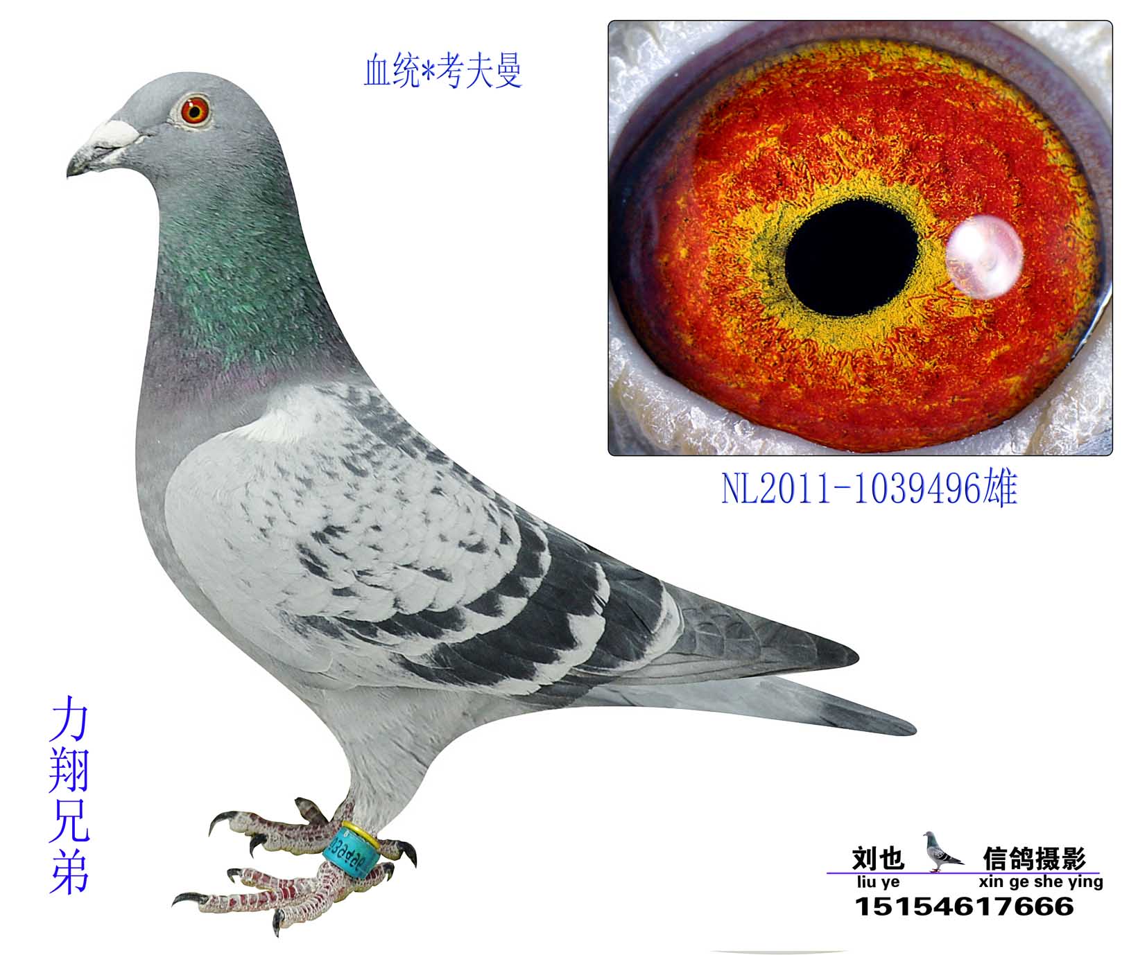 考夫曼_力翔兄弟鸽苑_ ag188.com爱鸽商城_中国信鸽信息网