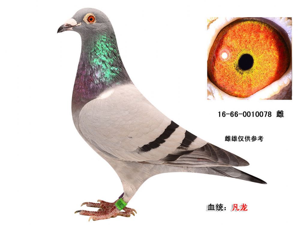 凡龙-蓝天信鸽传媒-中信网爱鸽商城