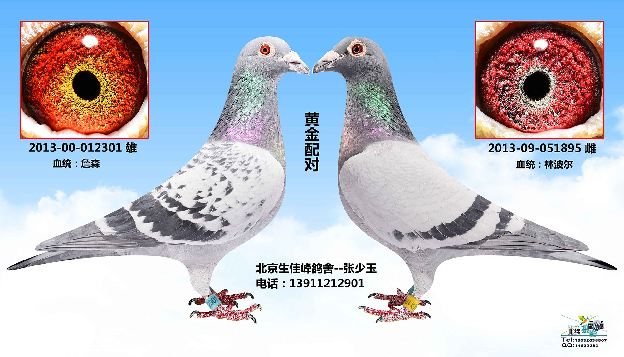 詹森 林波尔