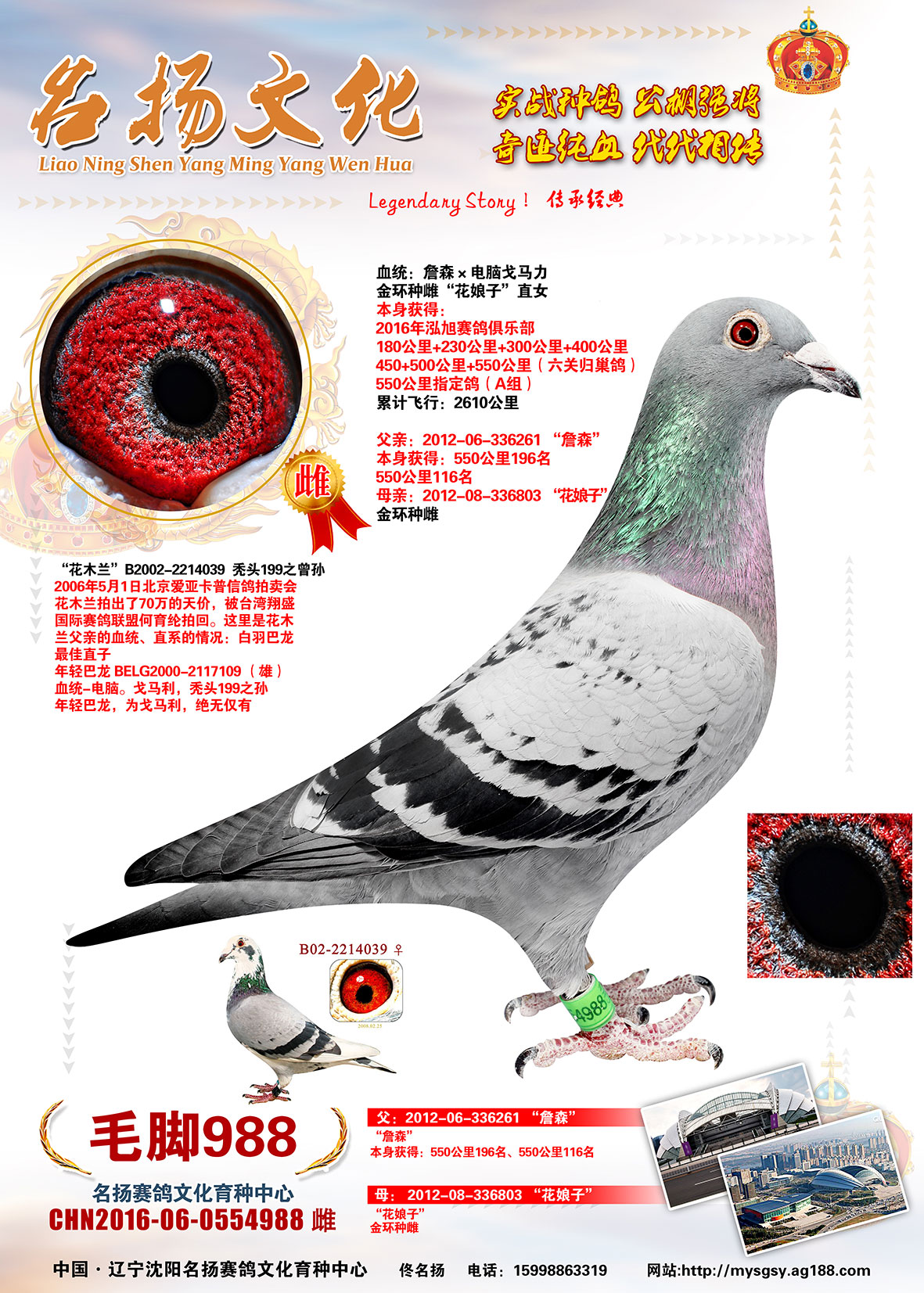 毛脚988_名扬赛鸽摄影_ag188.com爱鸽商城_中国信鸽