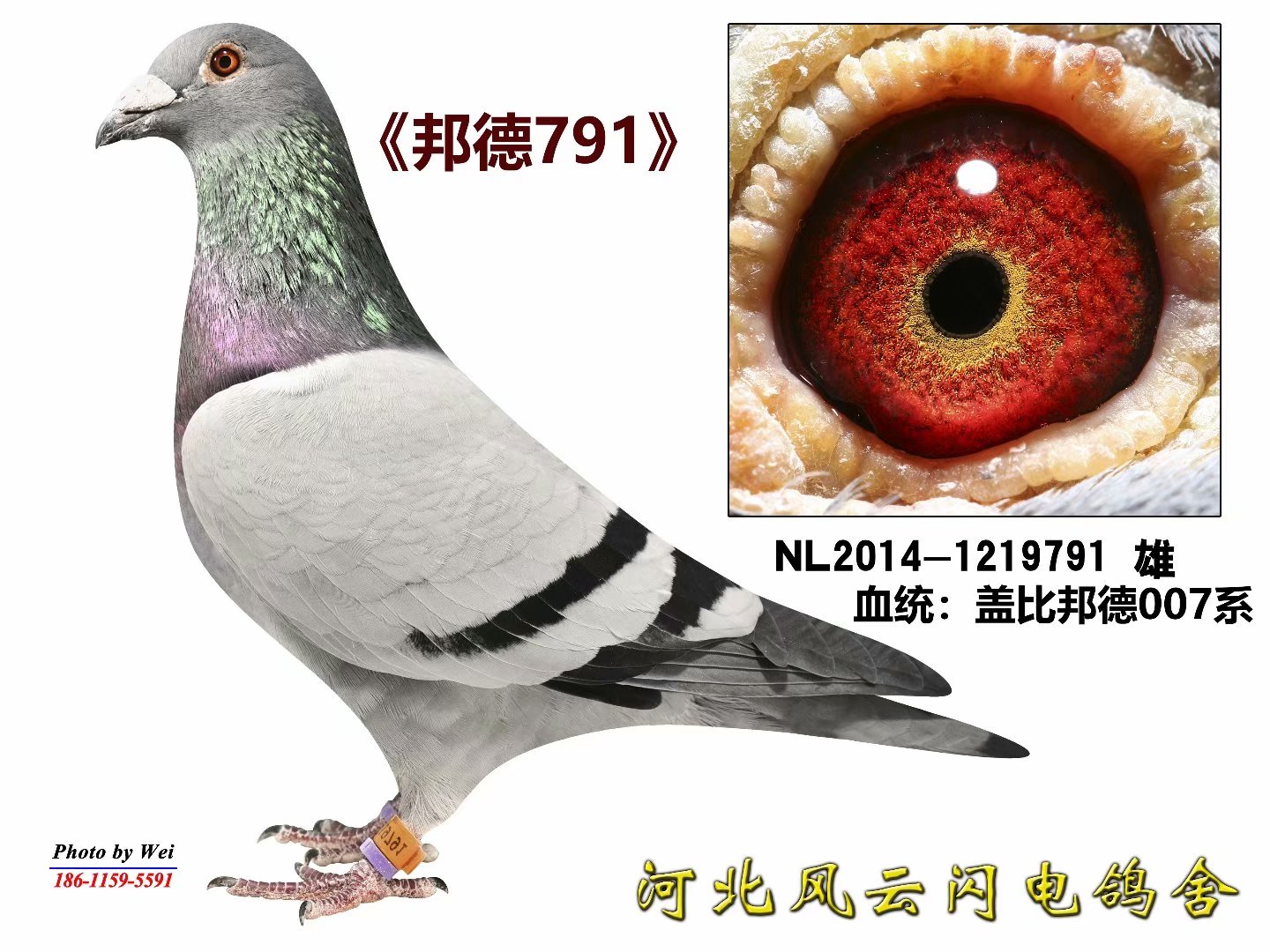 邦德791_河北风云闪电鸽舍_ ag188.com爱鸽商城_中国信鸽信息网