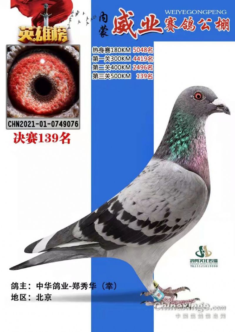 中信网铭鸽展厅- 信鸽|赛鸽|种鸽|子代鸽|外籍鸽|赛绩鸽|公棚鸽