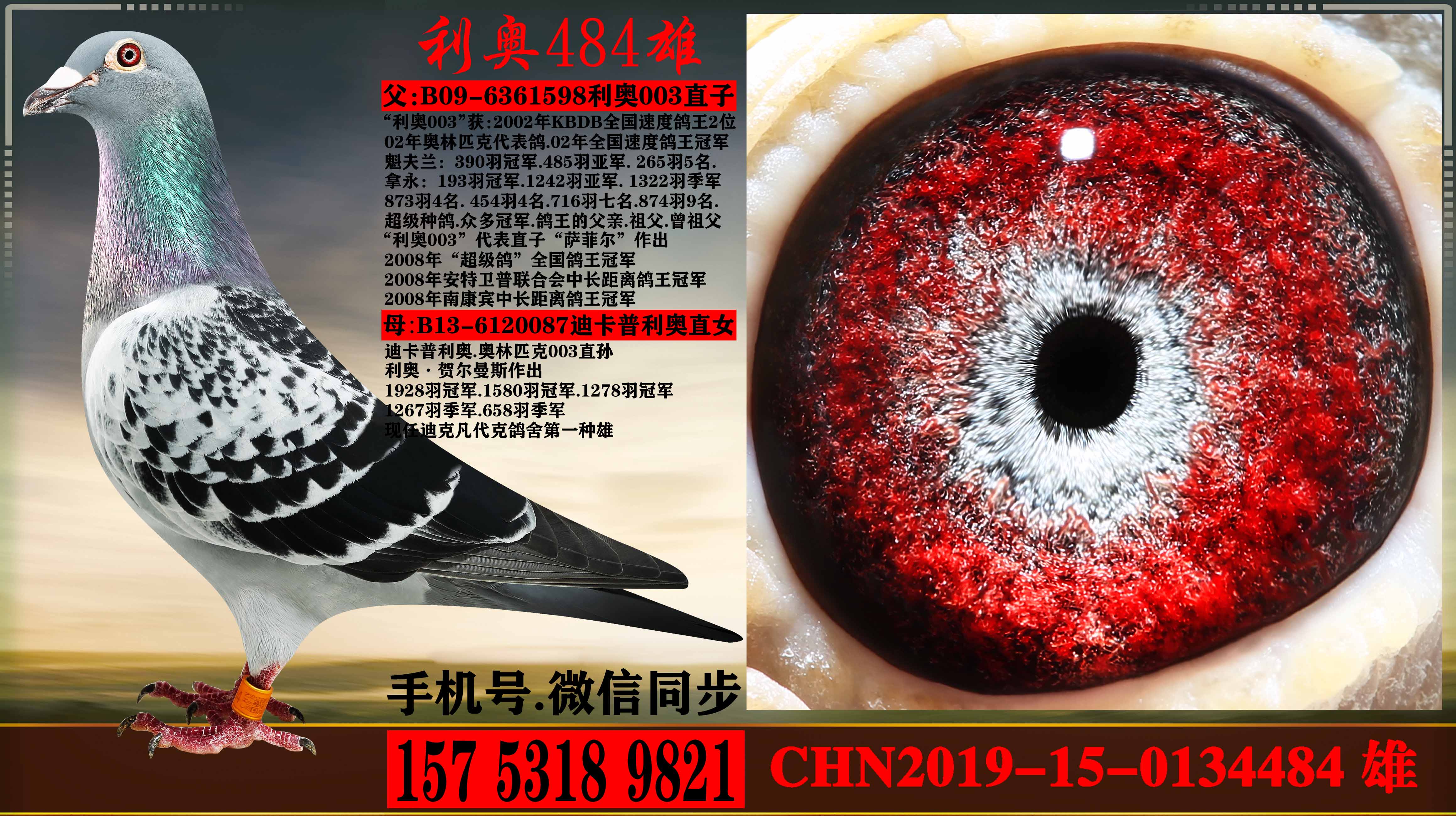 中信网铭鸽展厅- 信鸽|赛鸽|种鸽|子代鸽|外籍鸽|赛绩鸽|公棚鸽