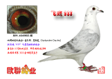 VIP��ӥ933