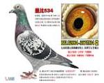 �Ǳ�534