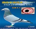 �����غ�������12215������ܹھ�ֶŮ