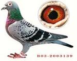 ��ǳ��139