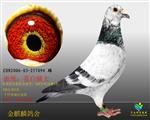 山东金麒麟鸽舍-中信网铭鸽展厅www.ag188.com