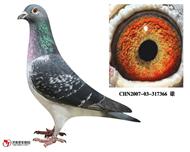 �����ӣ����ۣ�