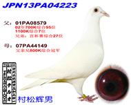 杨阿腾-达通鸽业-中信网爱鸽商城
