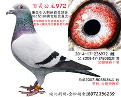 鹫972