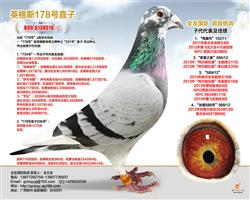 Ӣ˹178ֱ̖