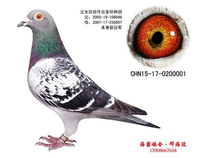 T1̖(ho)
