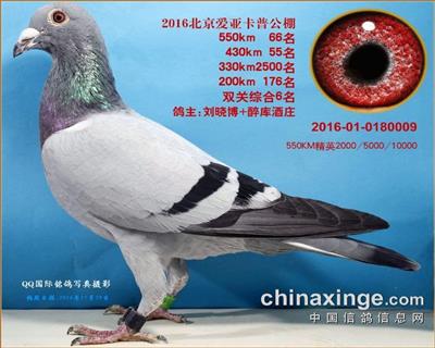 爱亚卡普鸽王6名 fci世排赛决赛7名