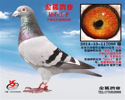 金狐鸽业