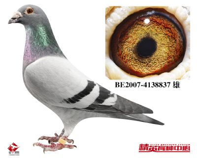 17̖(h��o)�䌦(du��)ֱ��-̫�(y��ng)��