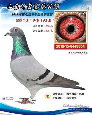 2019年春山东沂蒙赛鸽公棚决赛193名