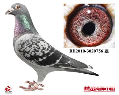 ����(j��)��(zh��n)��-����ţ