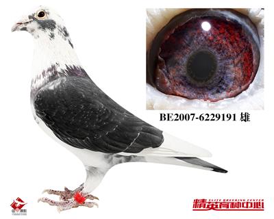 ���ֿ�˹-�S���䌦(du��)ֱ��