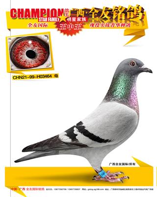 籭㘷P(gun)C9