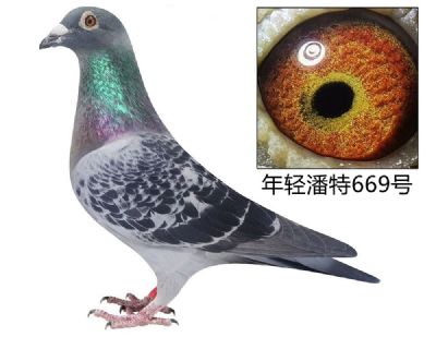ָ669