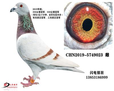 雙關(guān)鴿王冠軍/三關(guān)鴿王亞軍