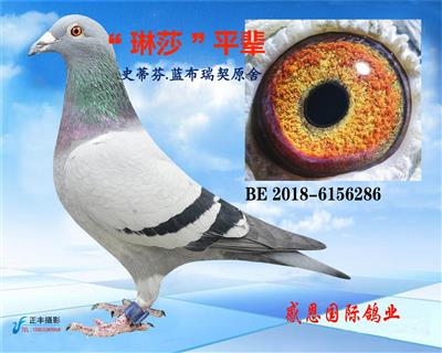 ����ɯ��ƽ��